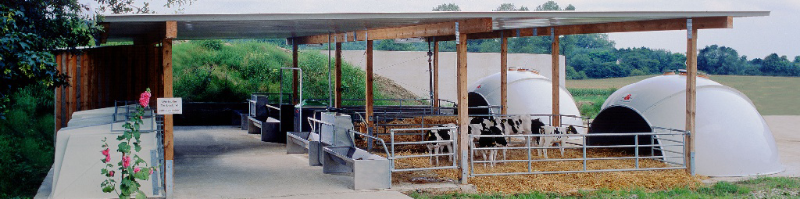 igloos for cows